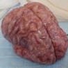 Cerebro Humano. Réplica realista.