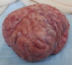 Cerebro Humano. Réplica realista.