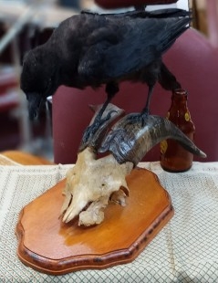 Cuervo naturalizado sobre calavera de carnero. ESPECIE NON CITES.