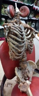 Esqueleto humano en descomposición. Réplica.