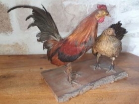 gallo-gallina-disecado