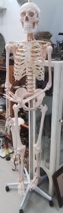 esqueleto-anatomico