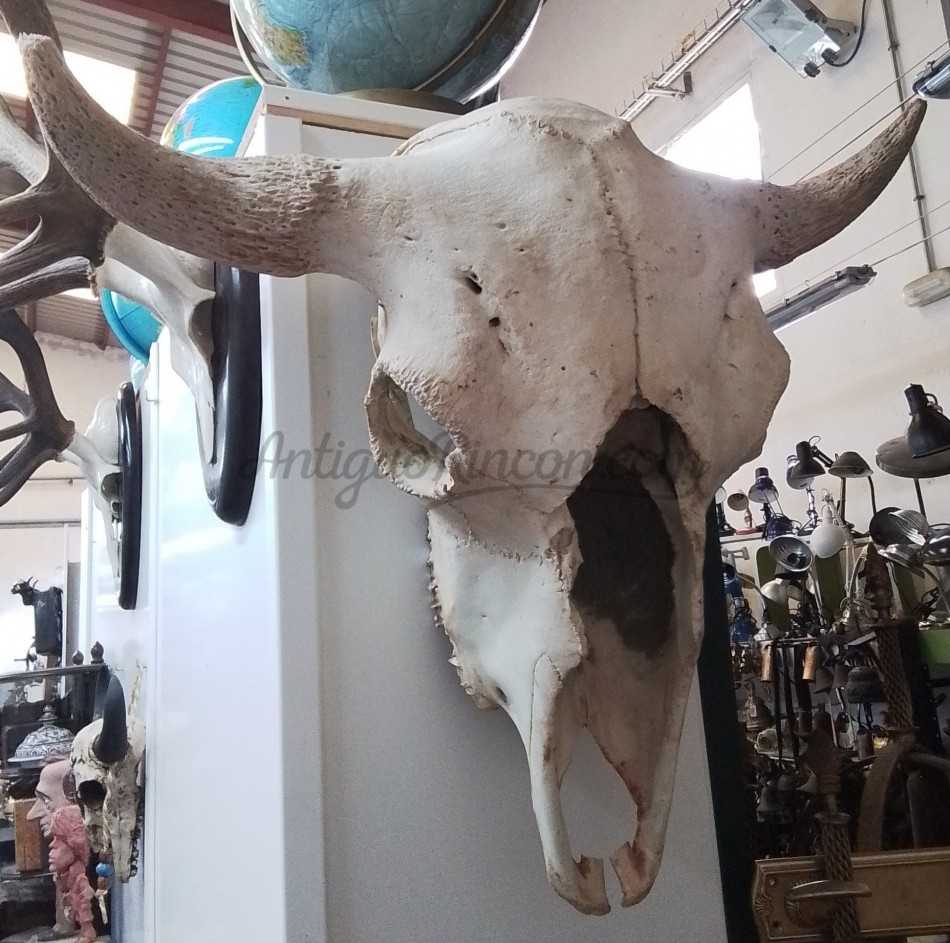 bufalo-calavera