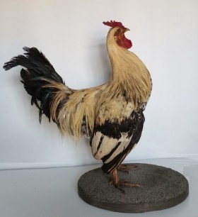 gallo-disecado