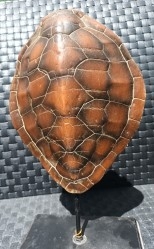 tortuga-escayola
