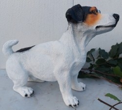 Jack-Russell