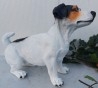Jack-Russell