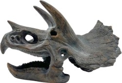 triceratops