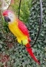 guacamayo