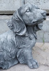 Perros - Perritos - Dogs - Canes