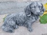 Perros - Perritos - Dogs - Canes