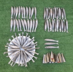 Sardinas. Alimentos ficticios. Alquiler de atrezzo
