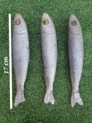Bares, Cafeterías, Restaurantes