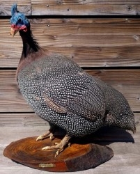 gallina-guinea