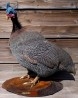 gallina-guinea