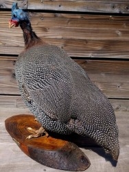 Aves - Pájaros - Pajaritos - Birds