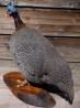 Aves - Pájaros - Pajaritos - Birds