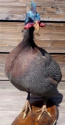 Aves - Pájaros - Pajaritos - Birds