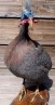 Aves - Pájaros - Pajaritos - Birds