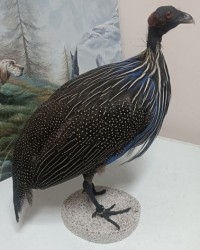 Aves - Pájaros - Pajaritos - Birds