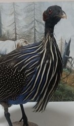 Aves - Pájaros - Pajaritos - Birds