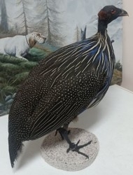 Aves - Pájaros - Pajaritos - Birds