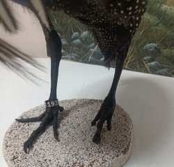 Aves - Pájaros - Pajaritos - Birds