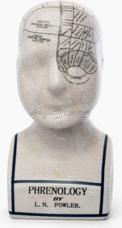 busto-frenología