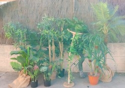 Plantas artificiales. Alquiler de plantas de multutud de especies.