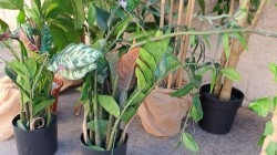 Escaparates - Escaparatismo