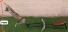 Caza y Pesca - Hunting and Fishing