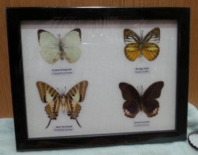 Mariposas disecadas en vitrina. 4 ejemplares diferentes e identificados.