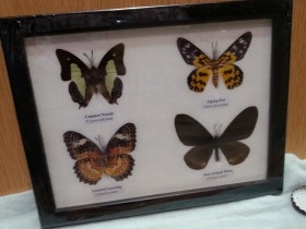 Mariposas disecadas en vitrina. 4 ejemplares diferentes e identificados.