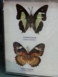 Mariposas disecadas en vitrina. 4 ejemplares diferentes e identificados.