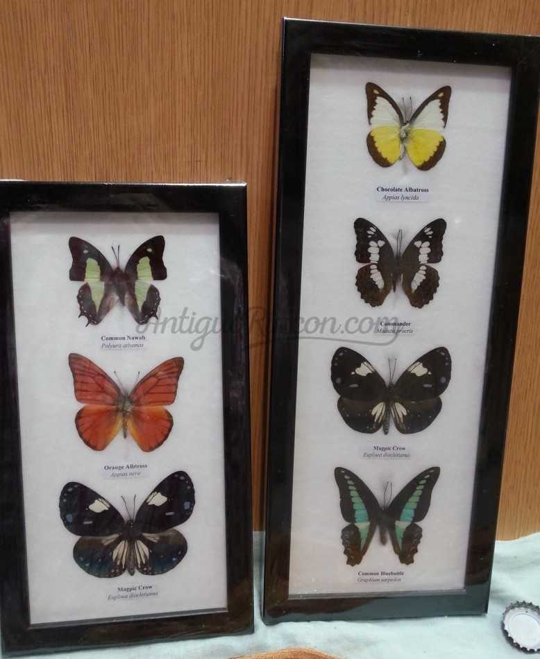 Mariposas colección. Pareja de marcos con 7 preciosas mariposas en vitrinas enmarcadas.