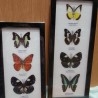 Mariposas colección. Pareja de marcos con 7 preciosas mariposas en vitrinas enmarcadas.