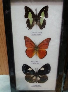 Mariposas colección. Pareja de marcos con 7 preciosas mariposas en vitrinas enmarcadas.