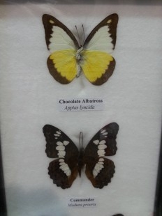 Mariposas colección. Pareja de marcos con 7 preciosas mariposas en vitrinas enmarcadas.