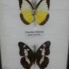 Mariposas colección. Pareja de marcos con 7 preciosas mariposas en vitrinas enmarcadas.