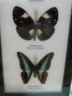 Mariposas colección. Pareja de marcos con 7 preciosas mariposas en vitrinas enmarcadas.