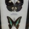 Mariposas colección. Pareja de marcos con 7 preciosas mariposas en vitrinas enmarcadas.