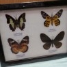 Mariposas disecadas en vitrina. 4 ejemplares diferentes e identificados.