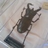 Escarabajos. Réplicas. Colección de 3 coleópteros diferentes.