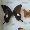 Mariposas disecadas en vitrina. 19 ejemplares diferentes e identificados.