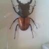 Escarabajos Disecados. Colección de 3 coleópteros. Escarabajos Joya.