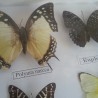 Mariposas disecadas en vitrina conmarco. 19 ejemplares diferentes e identificados.