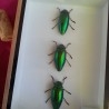 Escarabajos Joya desplegados. Sternocera Aguisignata. Vitrina con 3 coleópteros.