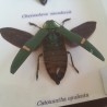 Escarabajos Joya. 3 especies Chrysochroa Buqueti Rugicollis