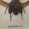 Escarabajo Disecado en vitrina. ODONTOLABIS ELEGANS.
