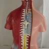Modelo anatómico de torso de mujer. Completo y desmontable. USO DIDÁCTICO. 45 cm de alto.
